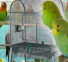 Parakeet Cages - high quality - Parrot Park Bochum