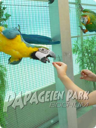 Feeding macaw pupies