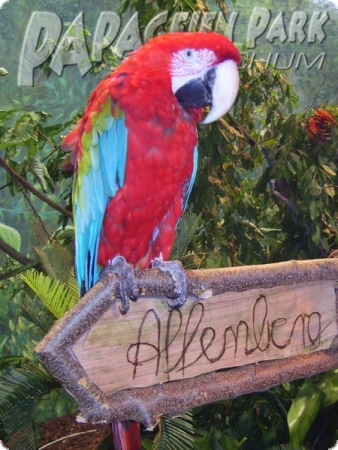 Photo shooting with TV star macaw 