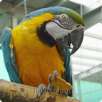 Visit Parrot Park residence (200 m2 aviary)