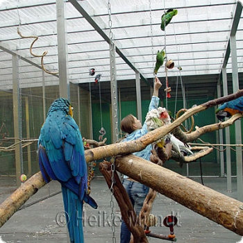 Visit Parrot Park residence (200 m2 aviary)