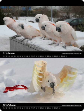 Wall celendar Salmon-crested Cockatoo 60 x 40 cm