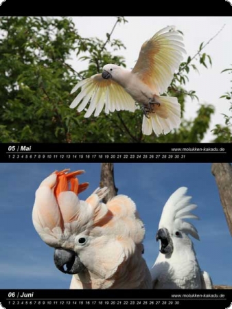 Wall celendar Salmon-crested Cockatoo 60 x 40 cm