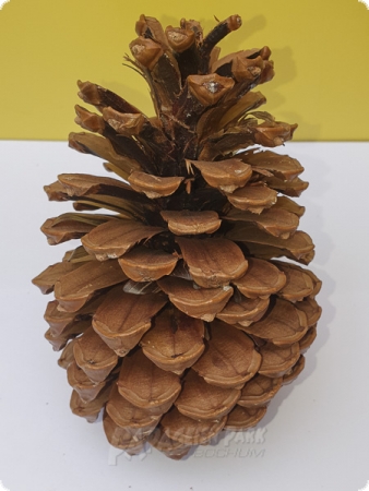 Large pine cone 15 cm