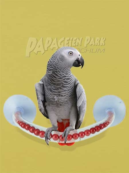 Papageien Saugnapf Perlen Sitzrohr flexibel Ø 2 5 cm