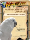 Donation/Sponsorship for Umbrella cockatoo BELLA 12 months