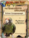 Spende/Patenschaft Gr&uuml;ner Kongopapagei JULIUS JULIA 12 Monate