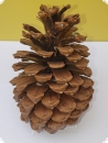 Large pine cone 15 cm